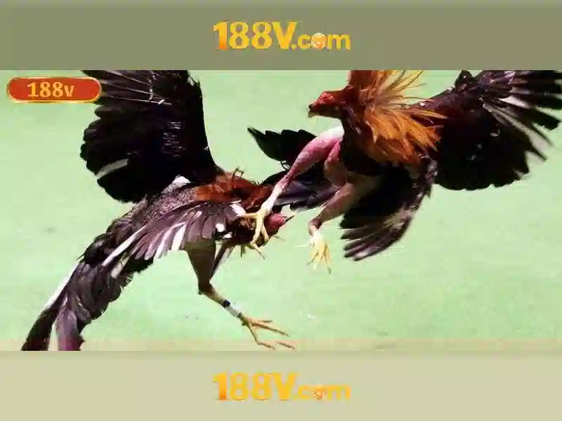 188v c - Định vị thương hiệu và trải nghiệm người dùng